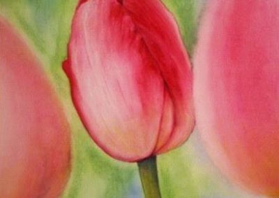Tulip 2
